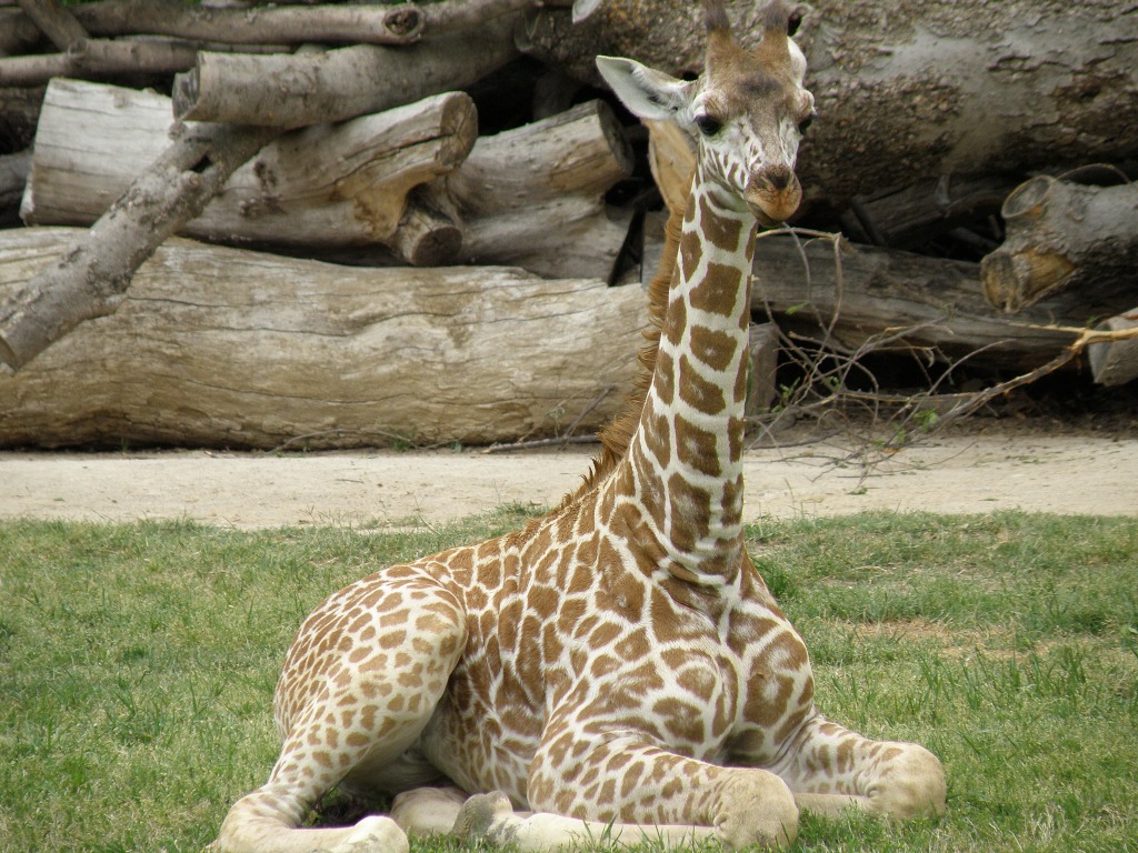 Baby Giraffe jigsaw puzzle in Puzzle of the Day puzzles on TheJigsawPuzzles.com