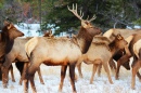 Elk in Jasper National Park