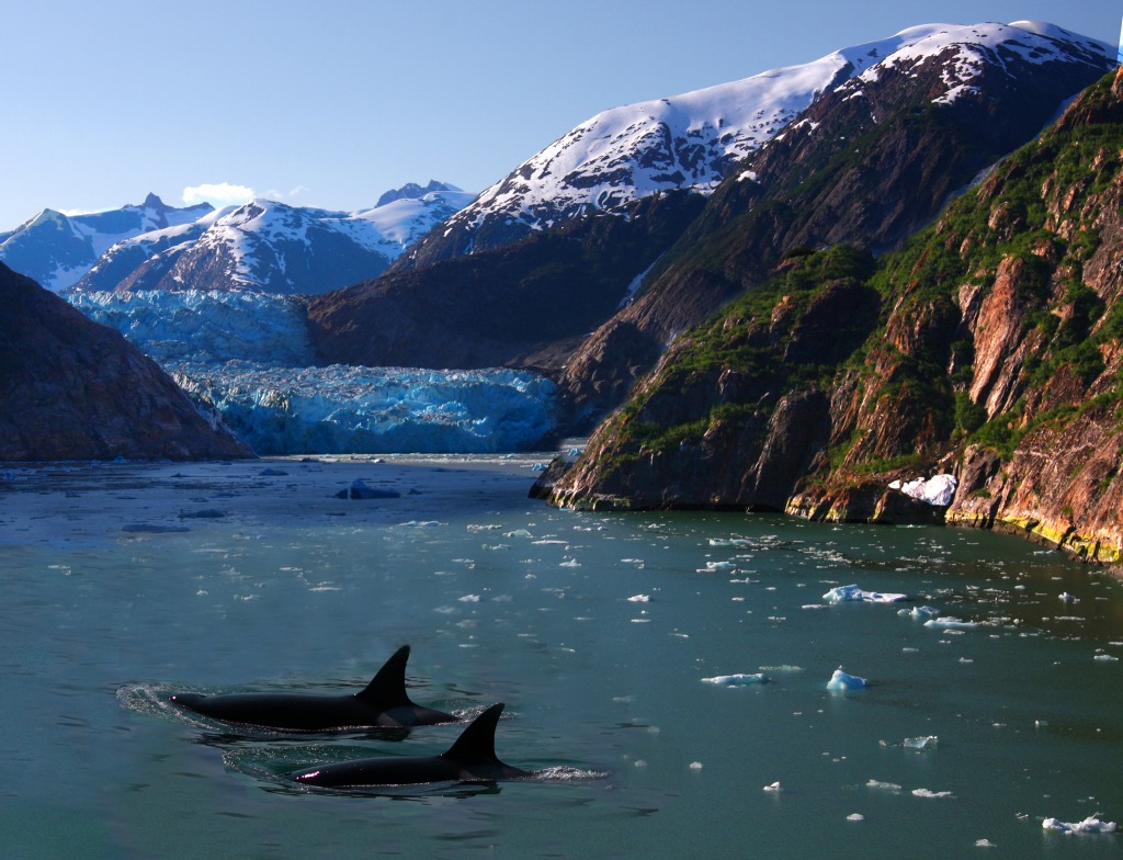 Killer Whales of Alaska jigsaw puzzle in Animals puzzles on TheJigsawPuzzles.com