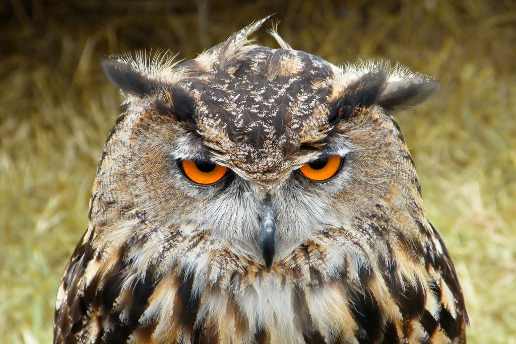 Eagle Owl jigsaw puzzle in Animals puzzles on TheJigsawPuzzles.com