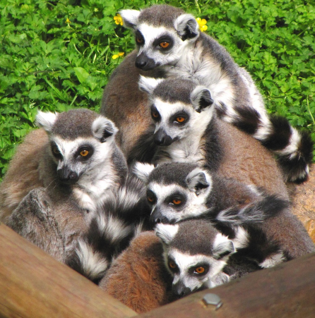 Lemurs at Colchester Zoo jigsaw puzzle in Animals puzzles on TheJigsawPuzzles.com