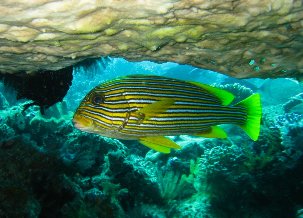 Ribbon Sweetlips jigsaw puzzle in Under the Sea puzzles on TheJigsawPuzzles.com