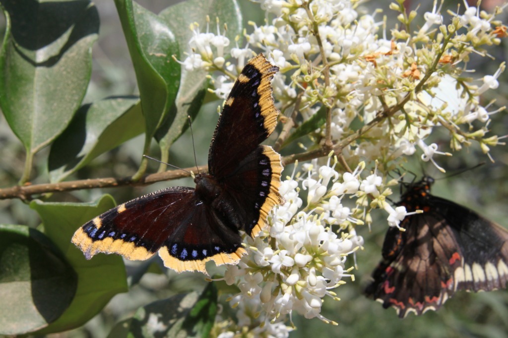 Butterfly jigsaw puzzle in Puzzle of the Day puzzles on TheJigsawPuzzles.com