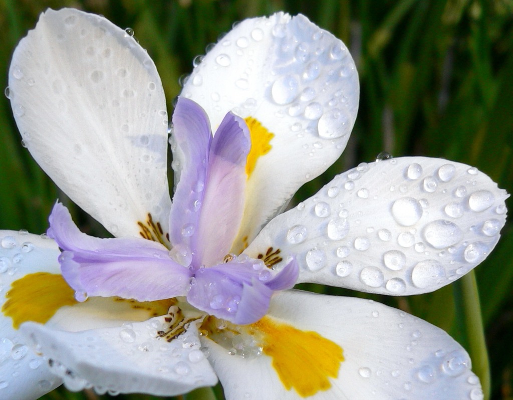 Morning Dew jigsaw puzzle in Macro puzzles on TheJigsawPuzzles.com