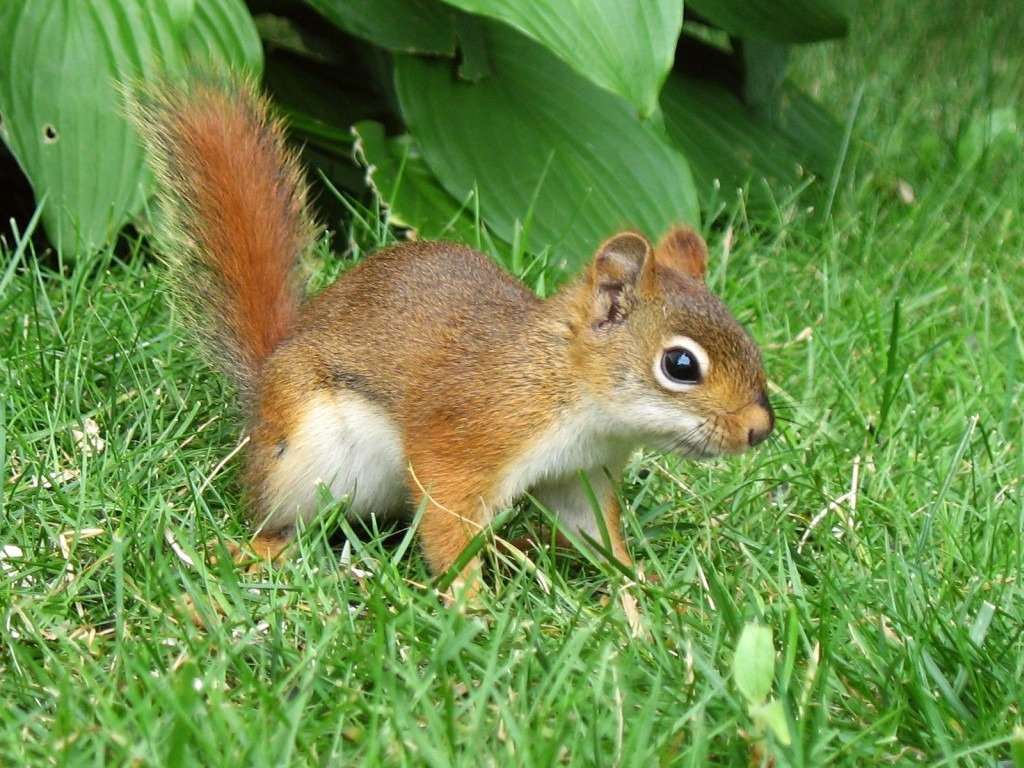 North American Red Squirrel jigsaw puzzle in Macro puzzles on TheJigsawPuzzles.com