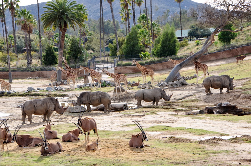 San Diego Zoo Safari Park jigsaw puzzle in Animals puzzles on TheJigsawPuzzles.com