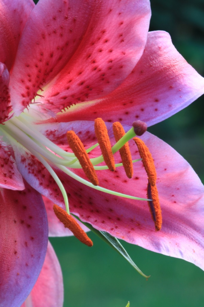 Pink Flower jigsaw puzzle in Flowers puzzles on TheJigsawPuzzles.com