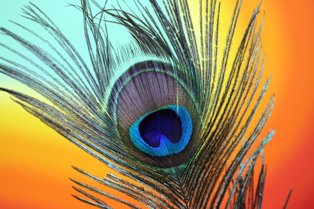 Peacock Feather jigsaw puzzle in Macro puzzles on TheJigsawPuzzles.com