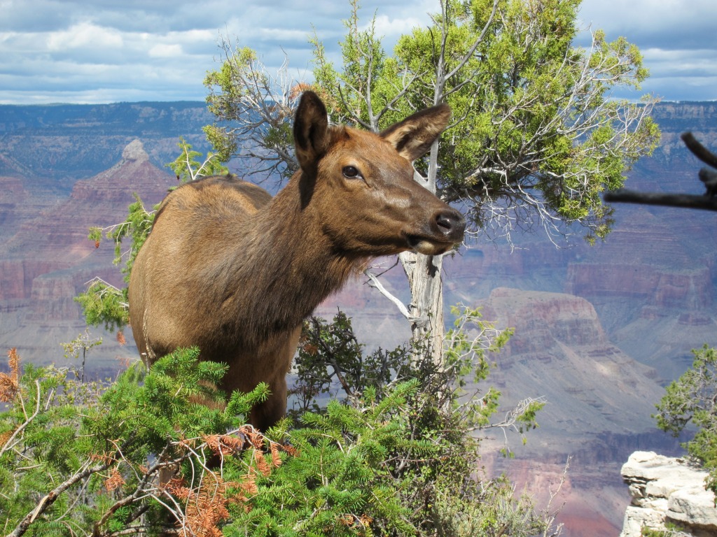 Young Elk in Grand Canyon NP jigsaw puzzle in Animals puzzles on TheJigsawPuzzles.com