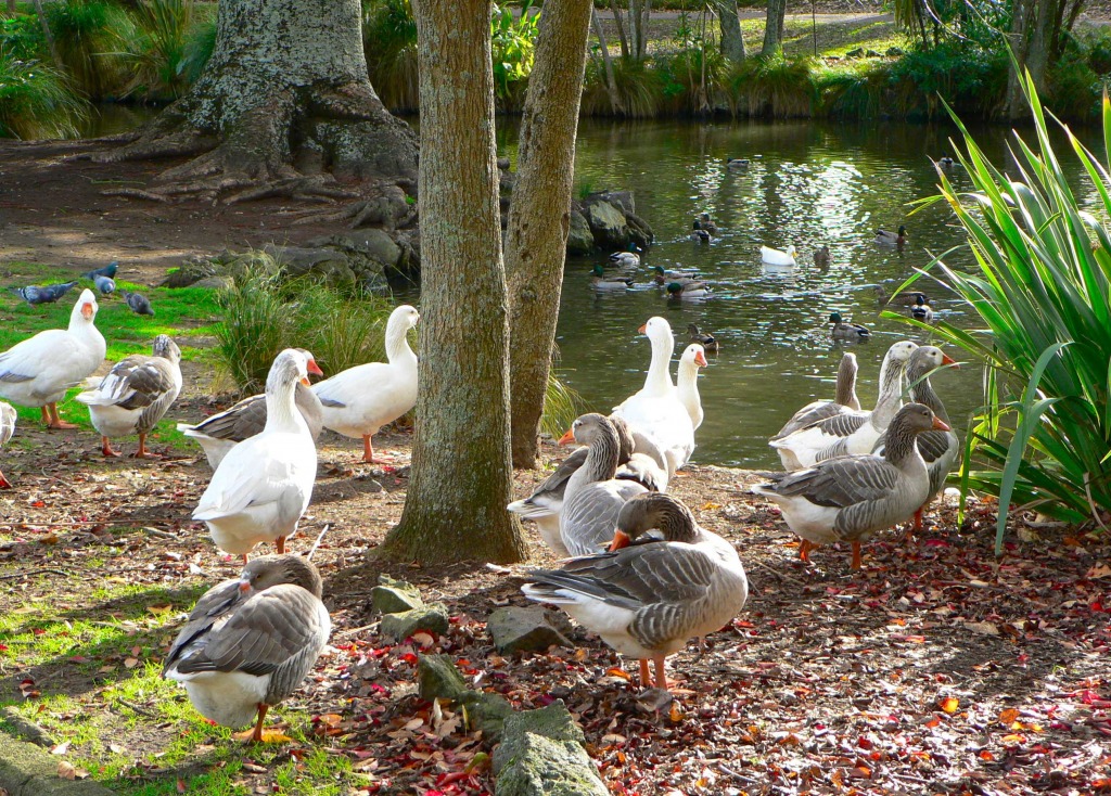 A Day at the Park, Auckland jigsaw puzzle in Animals puzzles on TheJigsawPuzzles.com