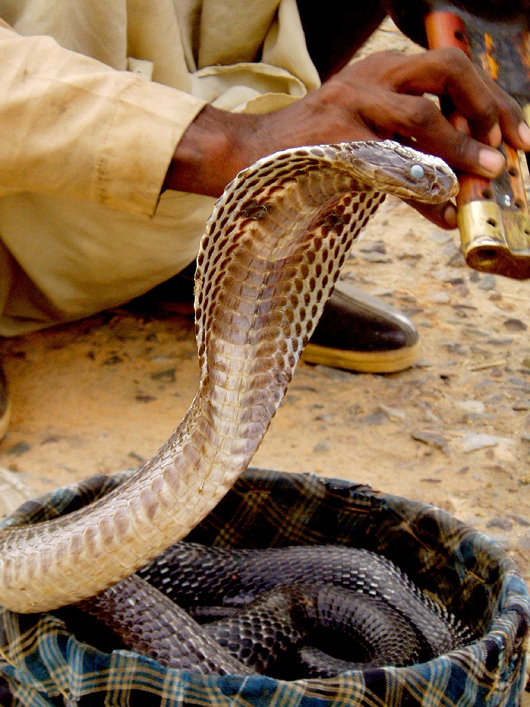 Roadside Snake Charmer, India jigsaw puzzle in Animals puzzles on TheJigsawPuzzles.com