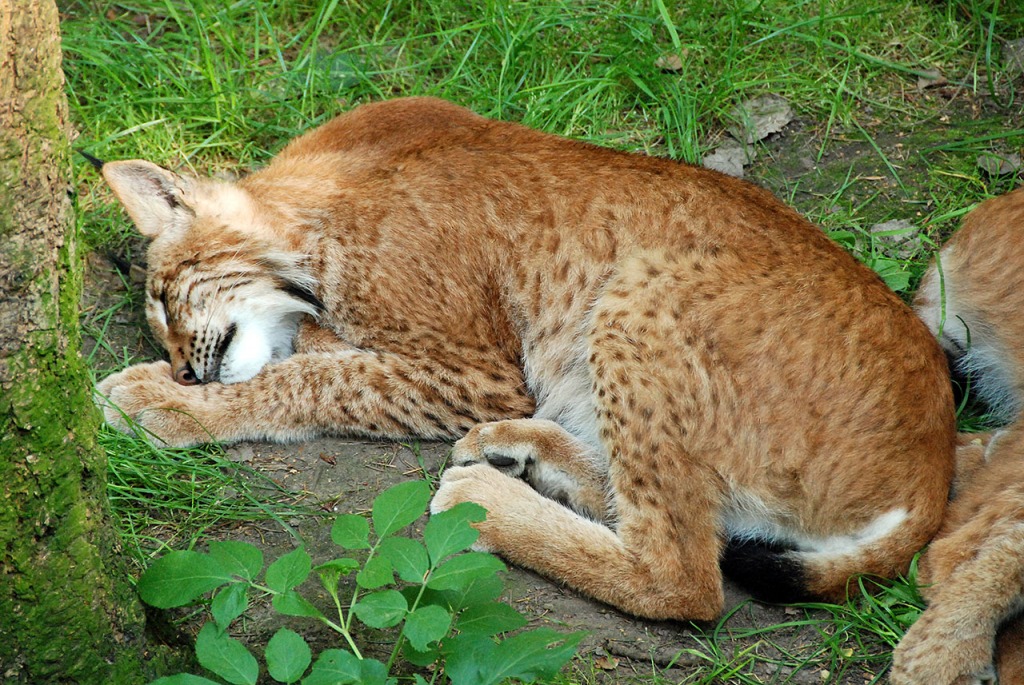 Sleeping Lynxes jigsaw puzzle in Animals puzzles on TheJigsawPuzzles.com