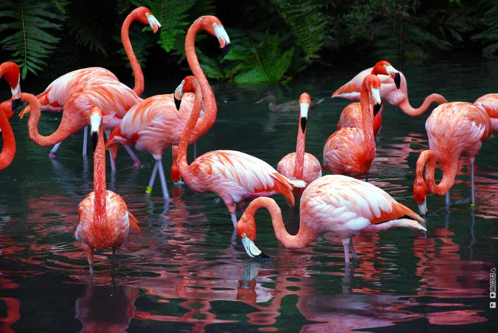 Flamingos Jungle Garden jigsaw puzzle in Animals puzzles on TheJigsawPuzzles.com