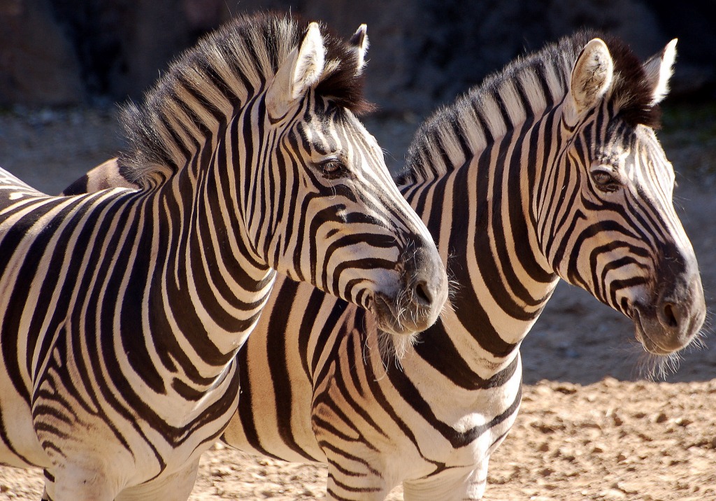 Zebras at Philadelphia Zoo jigsaw puzzle in Animals puzzles on TheJigsawPuzzles.com