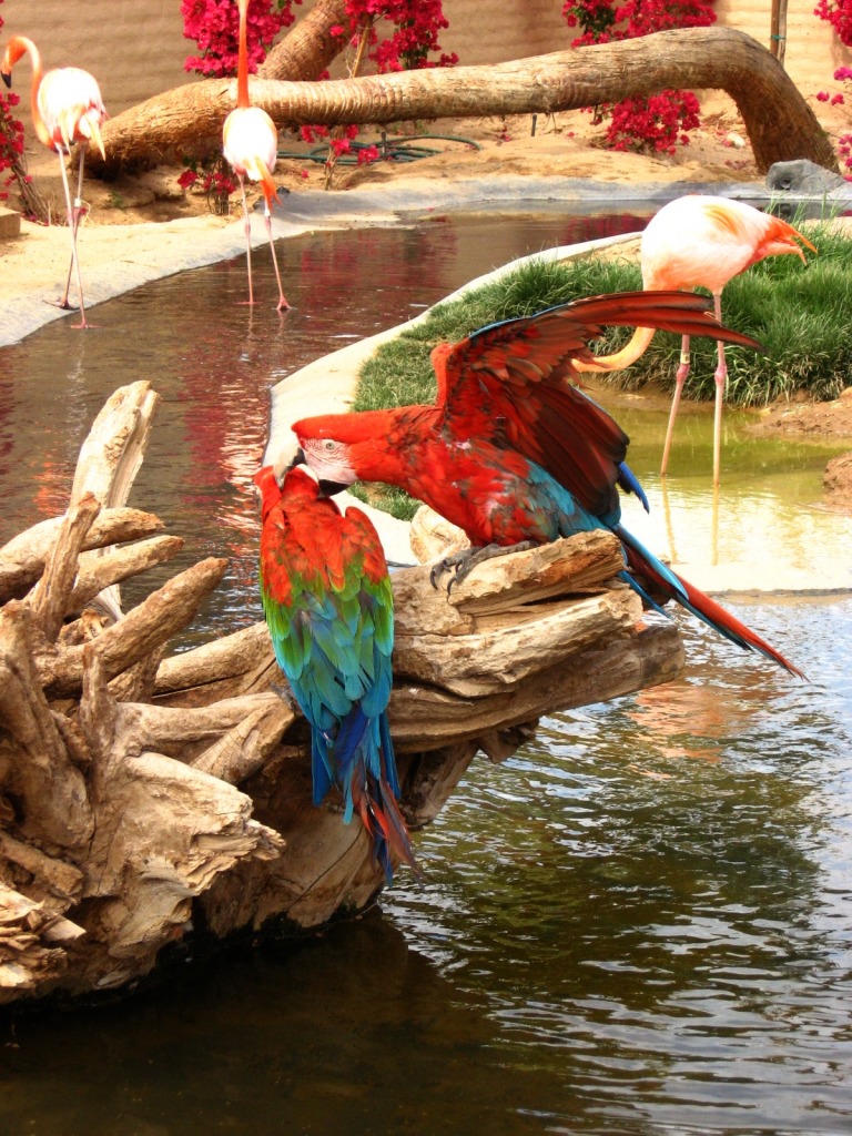 Macaw in Wildlife World Zoo jigsaw puzzle in Puzzle of the Day puzzles on TheJigsawPuzzles.com
