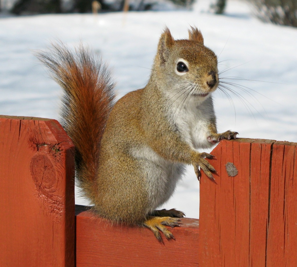 North American Red Squirrel jigsaw puzzle in Animals puzzles on TheJigsawPuzzles.com