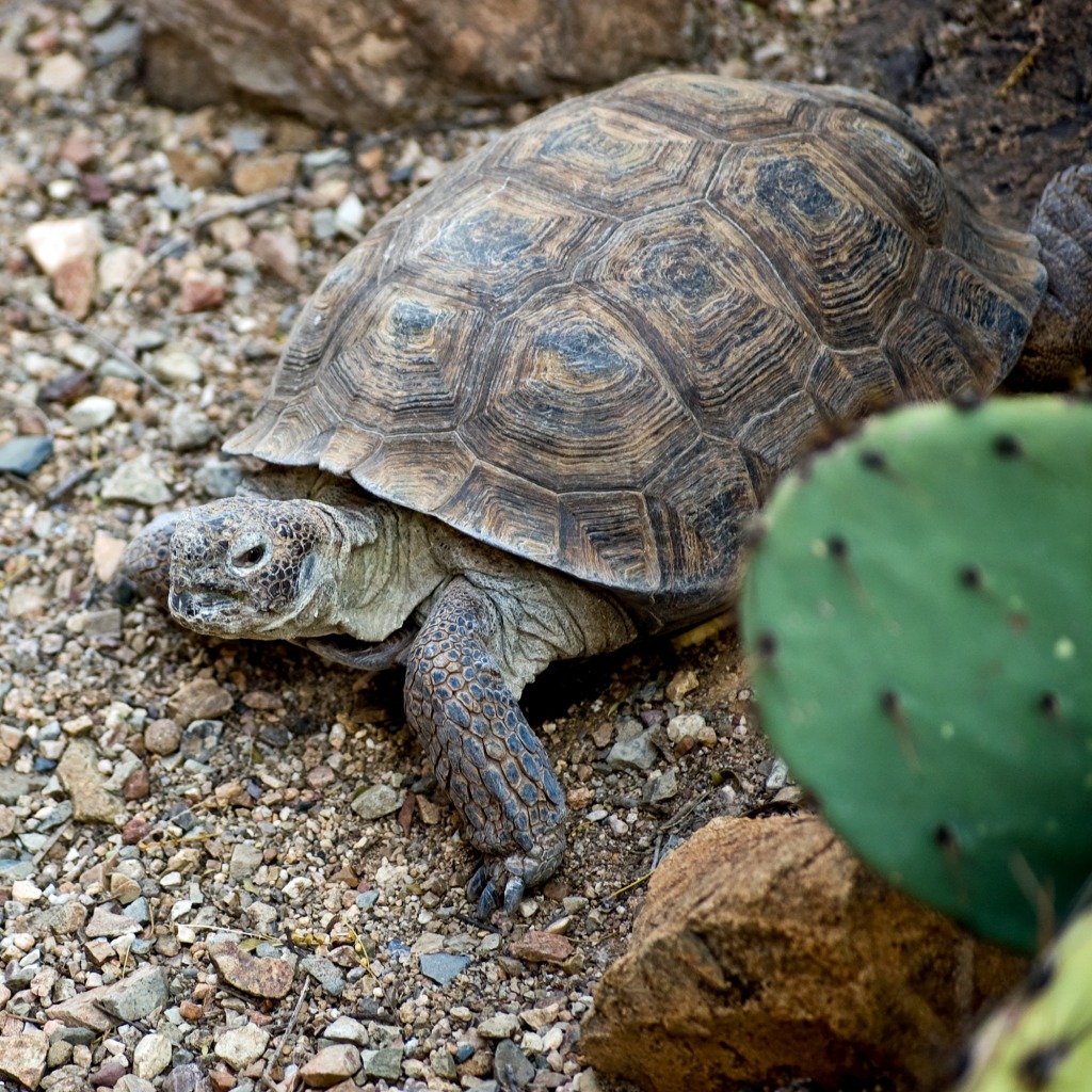 Desert Tortoise jigsaw puzzle in Animals puzzles on TheJigsawPuzzles.com