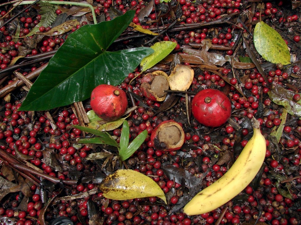 Bright Spot in the Australian Rainforest jigsaw puzzle in Fruits & Veggies puzzles on TheJigsawPuzzles.com