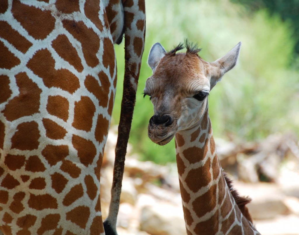 One Day Old Giraffe with Mother jigsaw puzzle in Animals puzzles on TheJigsawPuzzles.com