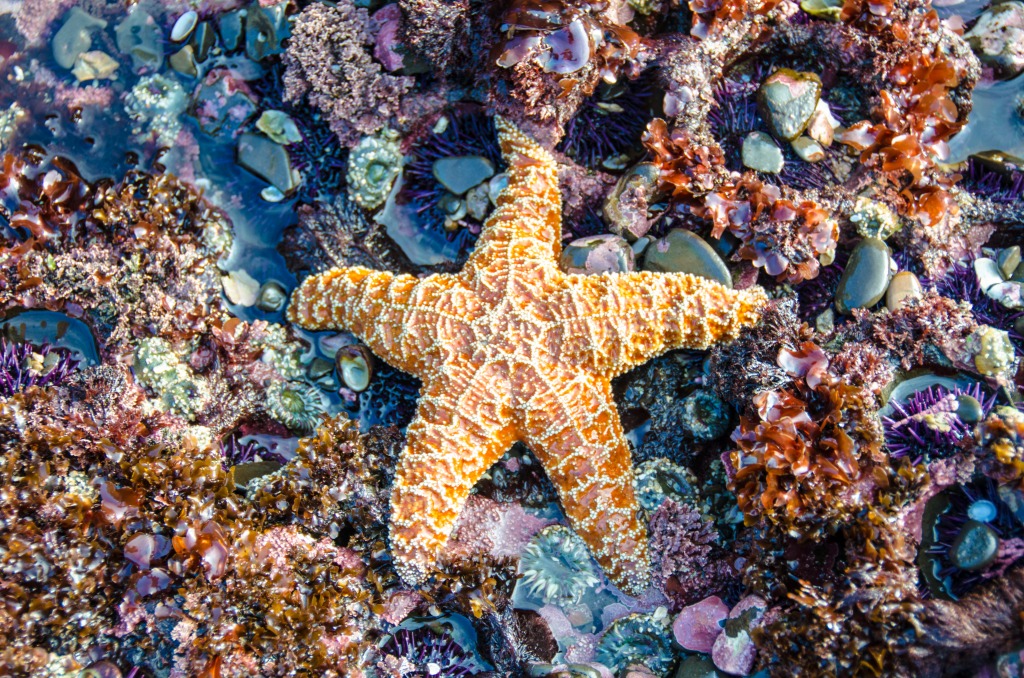 Vibrant Starfish jigsaw puzzle in Under the Sea puzzles on TheJigsawPuzzles.com