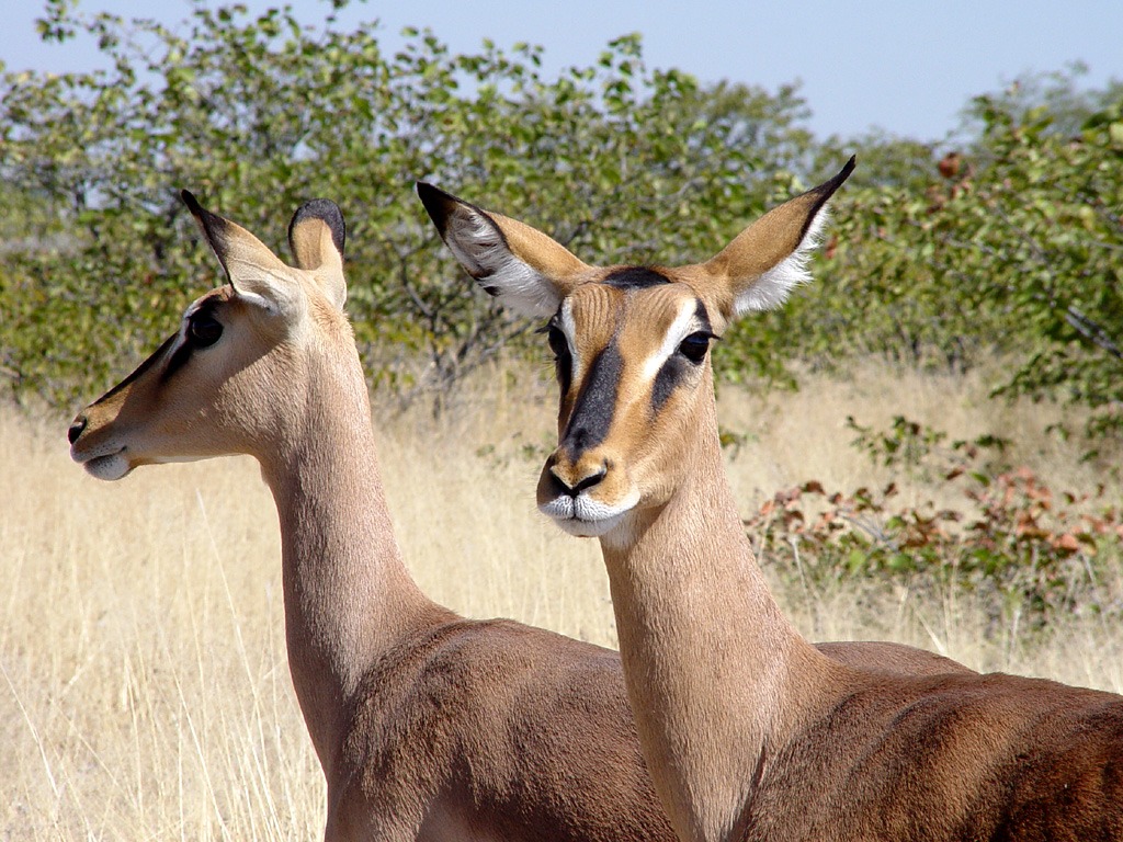 Impala, Etosha National Park jigsaw puzzle in Animals puzzles on TheJigsawPuzzles.com