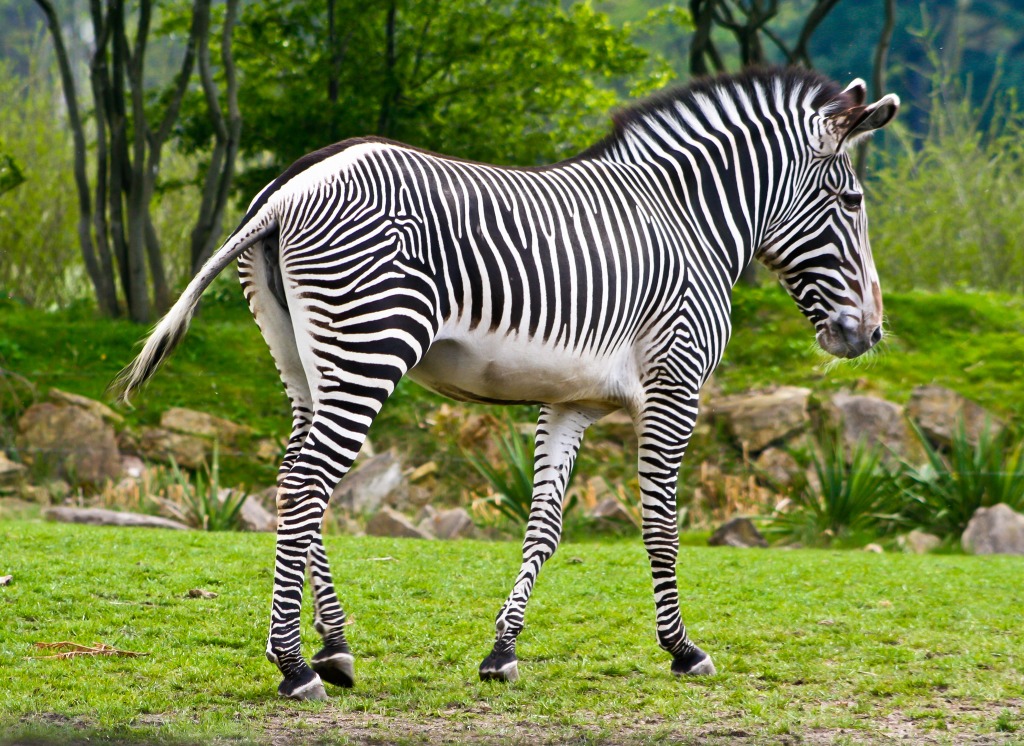 Zebra jigsaw puzzle in Animals puzzles on TheJigsawPuzzles.com
