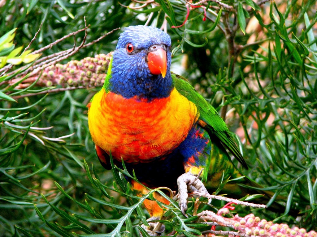 Rainbow Lorikeet jigsaw puzzle in Puzzle of the Day puzzles on TheJigsawPuzzles.com