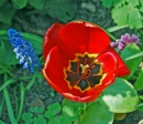 Tulip and Grape Hyacinth