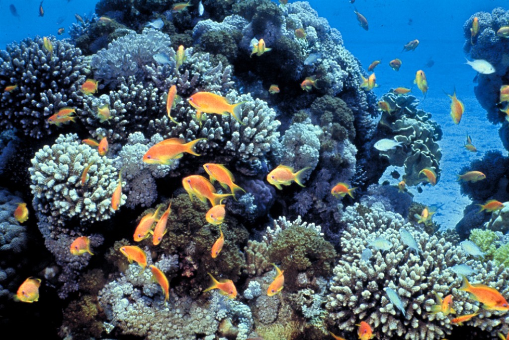 Gulf of Eilat, Red Sea, Coral Reefs jigsaw puzzle in Under the Sea puzzles on TheJigsawPuzzles.com