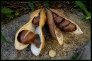 Australian Rainforest Tree's Seed Pod