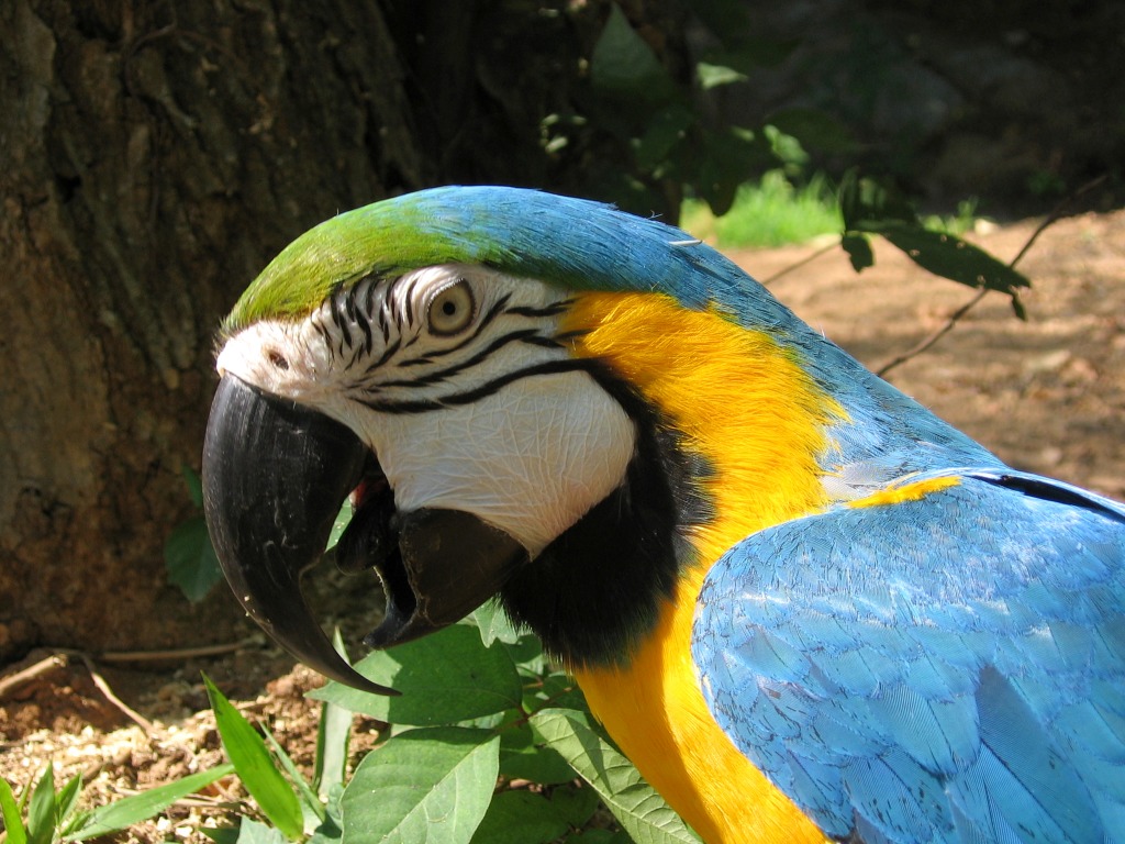 Blue and Gold Macaw jigsaw puzzle in Animals puzzles on TheJigsawPuzzles.com