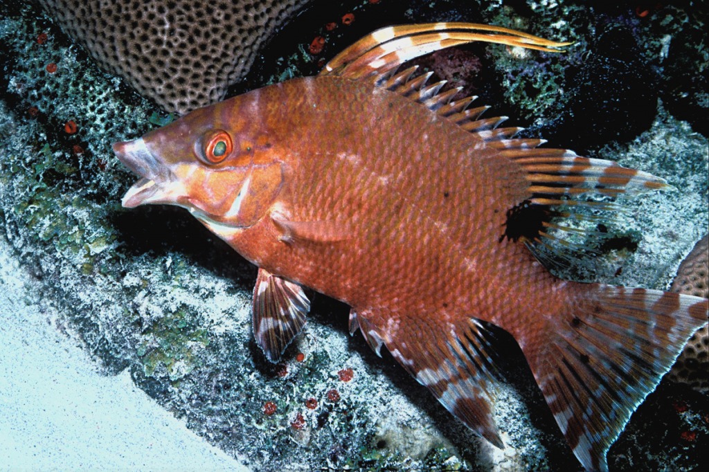 Young Hogfish in Curaçao jigsaw puzzle in Under the Sea puzzles on TheJigsawPuzzles.com