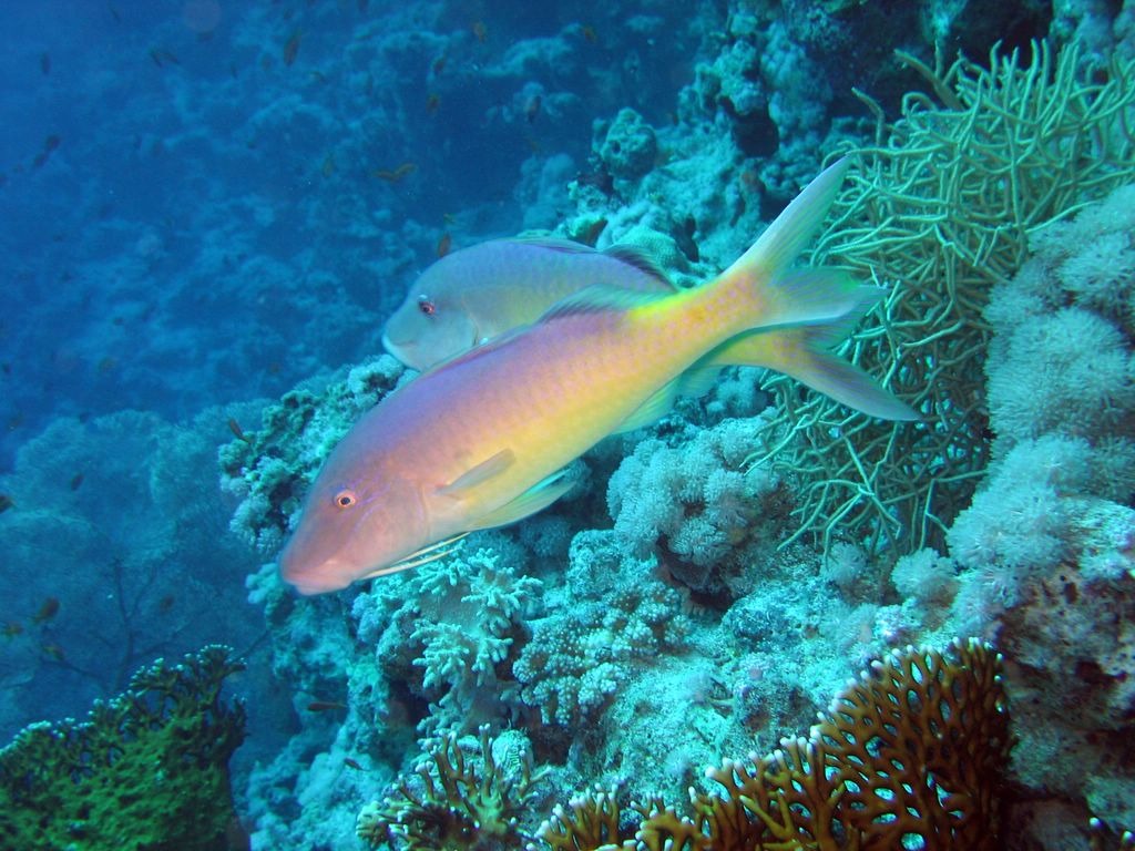 Yellowsaddle Goatfish jigsaw puzzle in Under the Sea puzzles on TheJigsawPuzzles.com