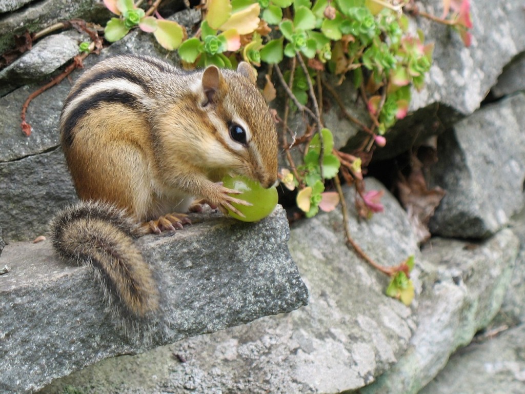 Eastern Chipmunk jigsaw puzzle in Animals puzzles on TheJigsawPuzzles.com