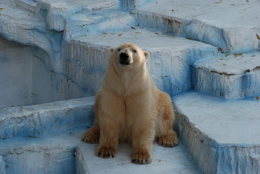 Polar Bear jigsaw puzzle in Animals puzzles on TheJigsawPuzzles.com