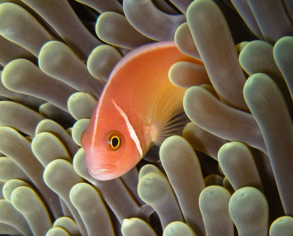 Anemone Fish jigsaw puzzle in Under the Sea puzzles on TheJigsawPuzzles.com