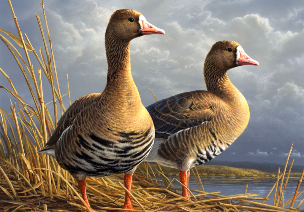 Federal Duck Stamp Art Contest jigsaw puzzle in Animals puzzles on TheJigsawPuzzles.com