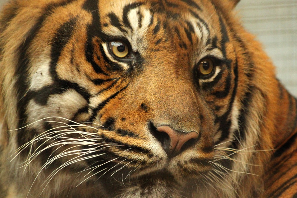 Siberian Tiger jigsaw puzzle in Animals puzzles on TheJigsawPuzzles.com