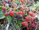 Blackberries