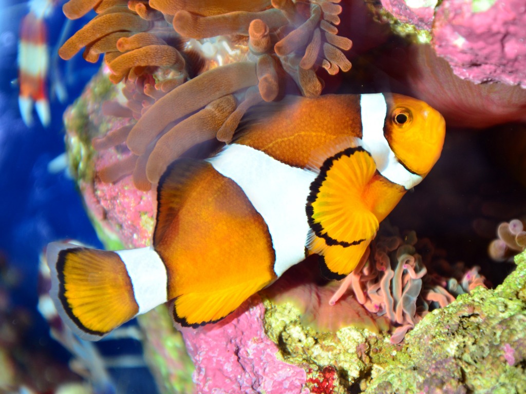 Clownfish jigsaw puzzle in Under the Sea puzzles on TheJigsawPuzzles.com