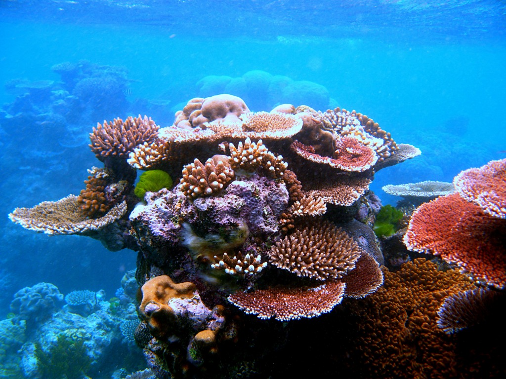 Corals on Flynn Reef jigsaw puzzle in Under the Sea puzzles on TheJigsawPuzzles.com