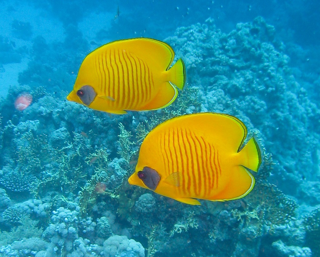 Masked Butterflyfish jigsaw puzzle in Under the Sea puzzles on TheJigsawPuzzles.com