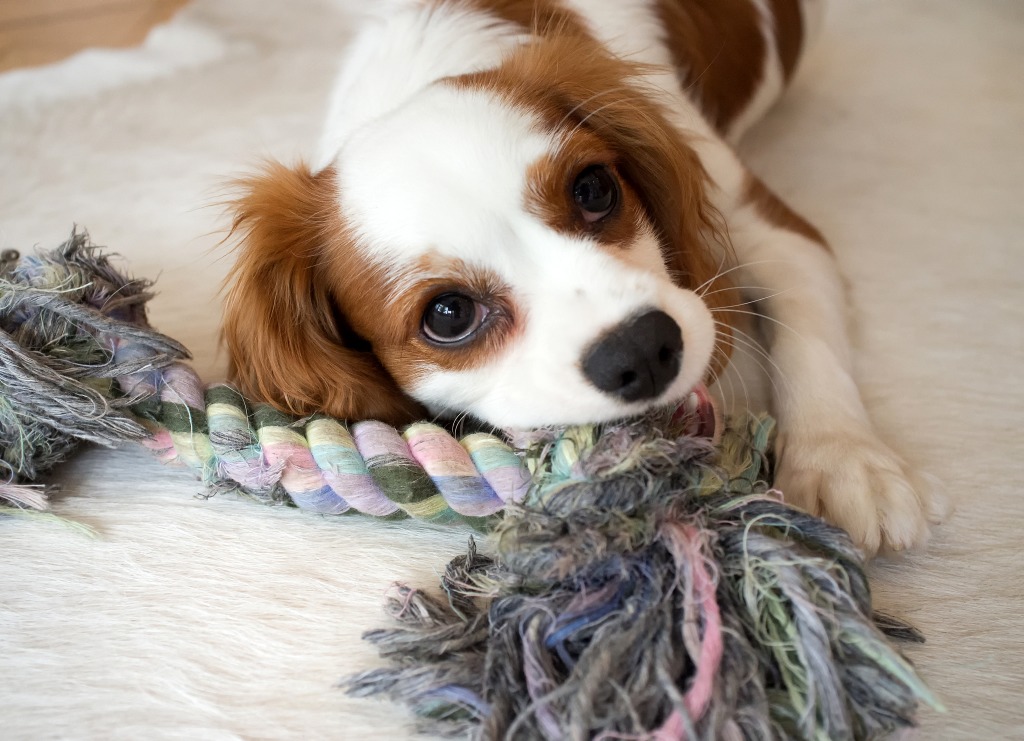 Scarlett the Cavalier King Charles Spaniel jigsaw puzzle in Animals puzzles on TheJigsawPuzzles.com