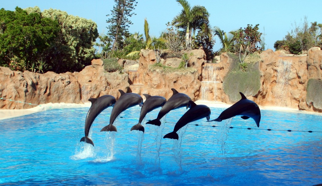 Tenerife, Canary Islands jigsaw puzzle in Animals puzzles on TheJigsawPuzzles.com