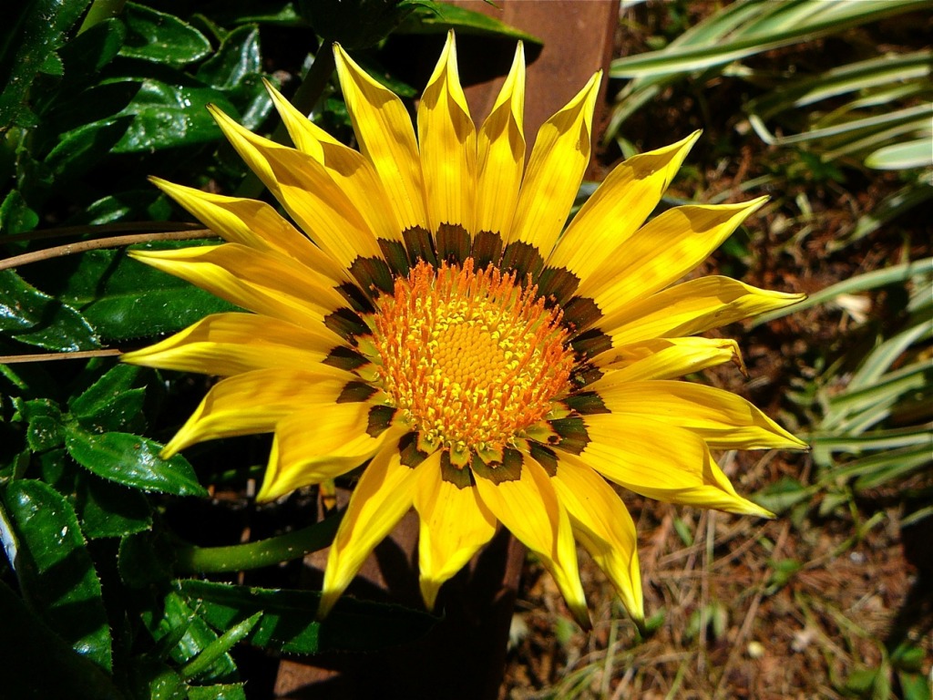 Gazania Flower jigsaw puzzle in Flowers puzzles on TheJigsawPuzzles.com