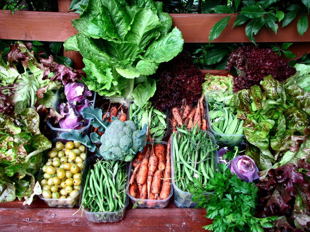 Daily Vegetable Harvest jigsaw puzzle in Fruits & Veggies puzzles on TheJigsawPuzzles.com