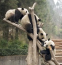 Giant Pandas in Wolong, China