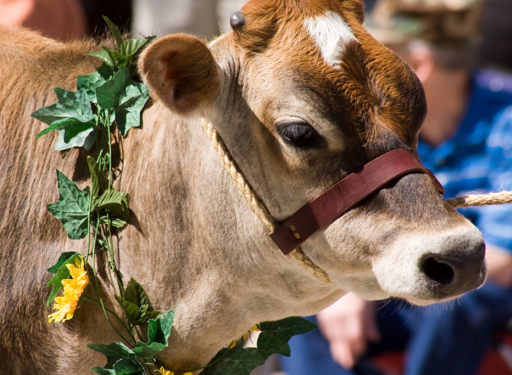 Strolling of the Heifers Parade jigsaw puzzle in Animals puzzles on TheJigsawPuzzles.com