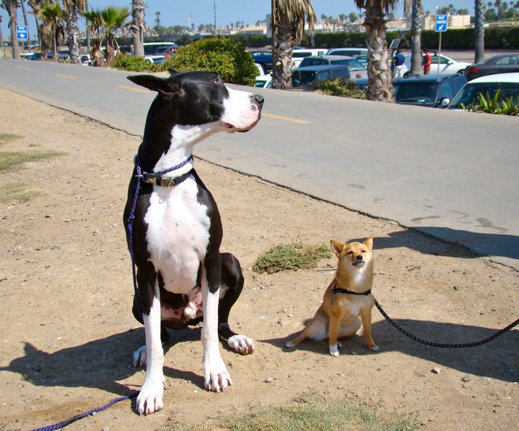 Taro the Shiba Meets Odin jigsaw puzzle in Animals puzzles on TheJigsawPuzzles.com