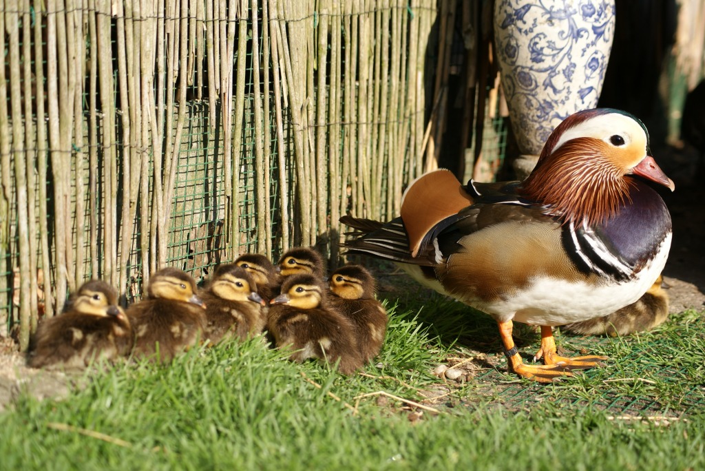 Mandarin Duck and Ducklings jigsaw puzzle in Animals puzzles on TheJigsawPuzzles.com